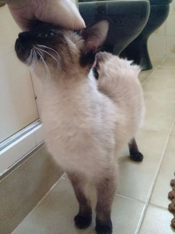 Gato ra a Siamês idade 2 a 6 meses nome Gatinhas