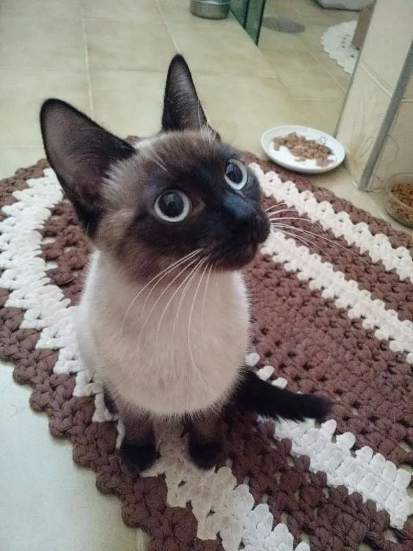 Gato ra a Siamês idade 2 a 6 meses nome Gatinhas
