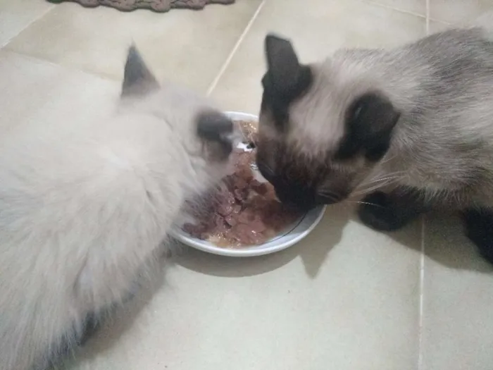 Gato ra a Siamês idade 2 a 6 meses nome Gatinhas