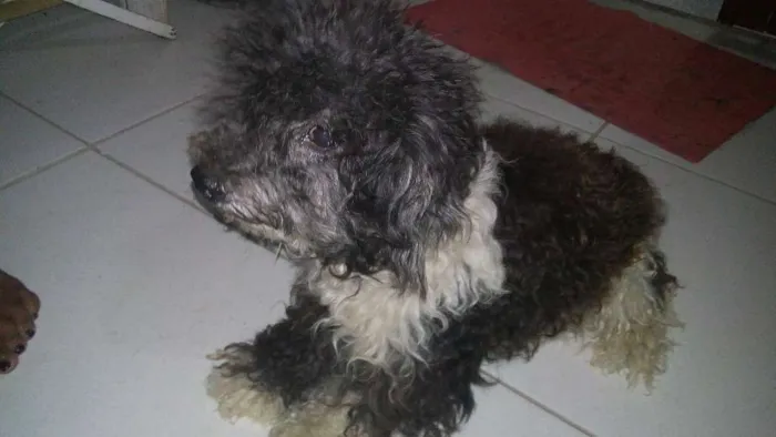 Cachorro raça poodlo idade 4 anos nome pandora