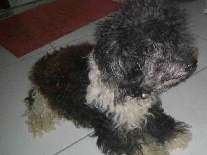 Cachorro raça poodlo idade 4 anos nome pandora