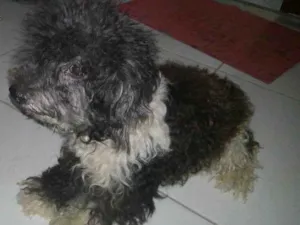 Cachorro raça poodlo idade 4 anos nome pandora