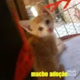 Apolo