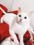 Tom
