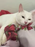 Tom