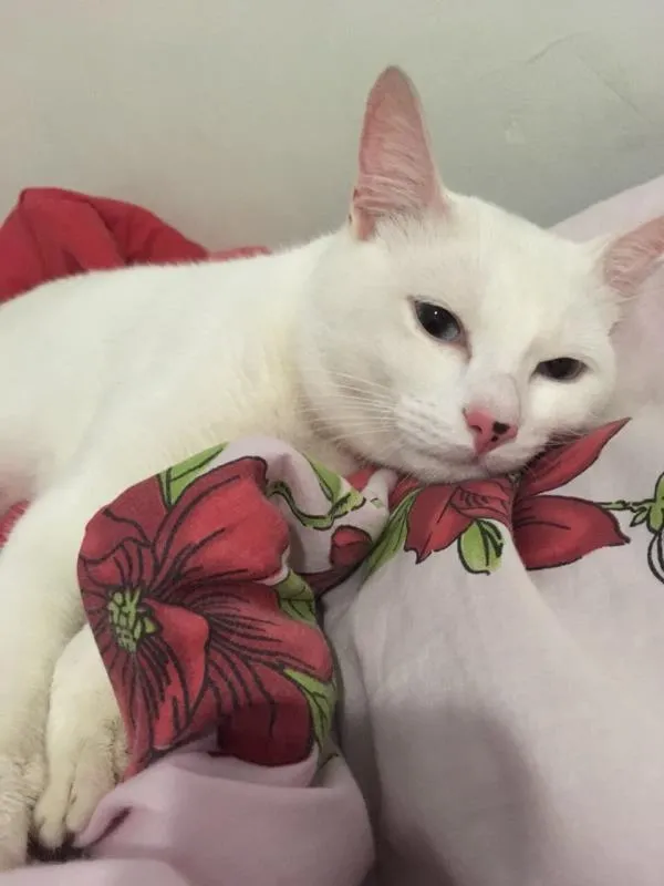 Gato ra a Branco de olho azul idade 1 ano nome Tom