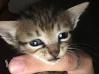 Gato raça vira lata idade Abaixo de 2 meses nome Gatinhos
