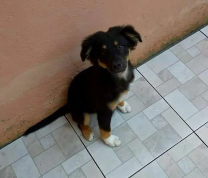 Cachorro ra a Terrier com viralata idade 2 a 6 meses nome Sem nome