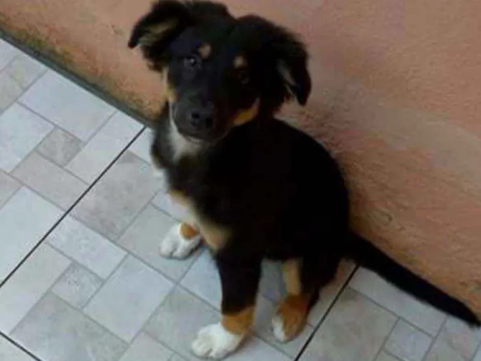 Cachorro ra a Terrier com viralata idade 2 a 6 meses nome Sem nome