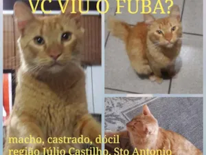 Gato raça Srd idade 1 ano nome Fubá 