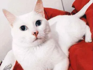 Gato raça Branco de olho azul idade 1 ano nome Tom