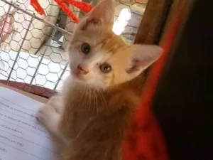 Gato raça Sem raça idade Abaixo de 2 meses nome Apolo