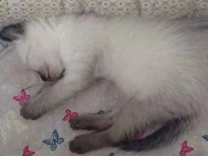 Gato ra a Siamês idade 2 a 6 meses nome Gatinhas