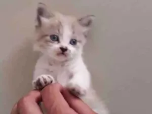Gato raça  idade Abaixo de 2 meses nome Não tem