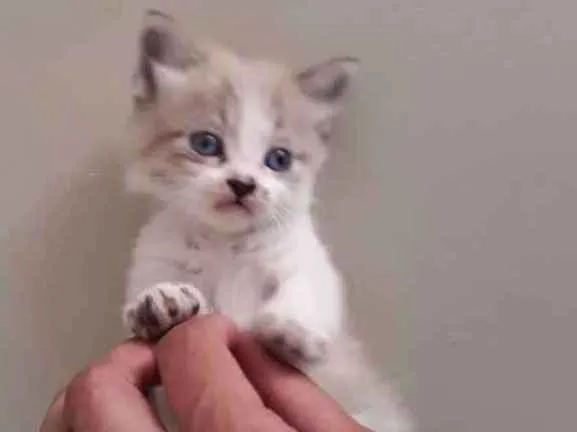 Gato ra a  idade Abaixo de 2 meses nome Não tem