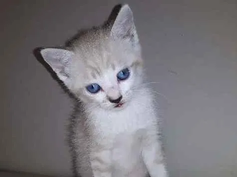 Gato ra a  idade Abaixo de 2 meses nome Ainda não tem nome