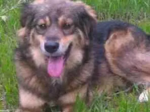 Cachorro raça srd idade 2 anos nome lina