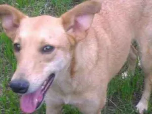 Cachorro raça srd idade 1 ano nome lola