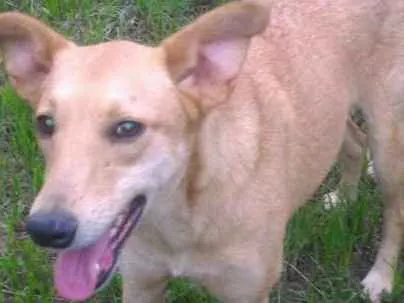Cachorro ra a srd idade 1 ano nome lola