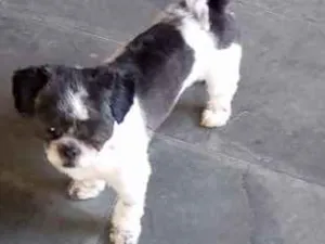 Cachorro raça Não conheço mas é de raça idade 3 anos nome Leo