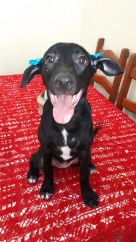 Cachorro ra a Srd idade 2 a 6 meses nome Beretta