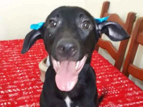 Cachorro ra a Srd idade 2 a 6 meses nome Beretta