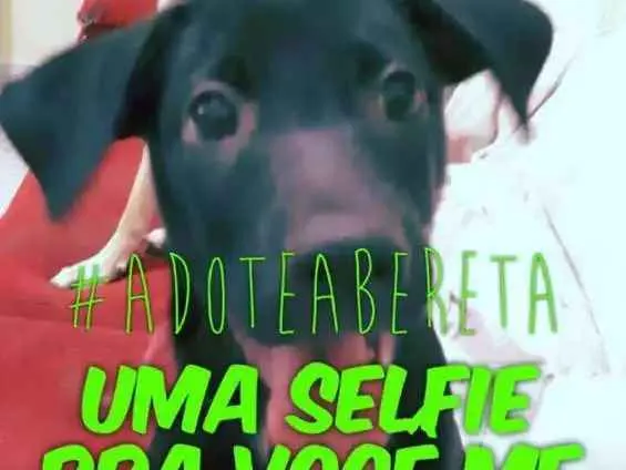 Cachorro ra a Srd idade 2 a 6 meses nome Beretta