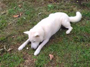 Cachorro raça Akita idade 5 anos nome Urso