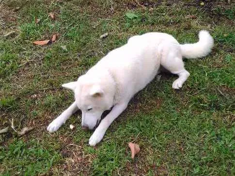 Cachorro ra a Akita idade 5 anos nome Urso