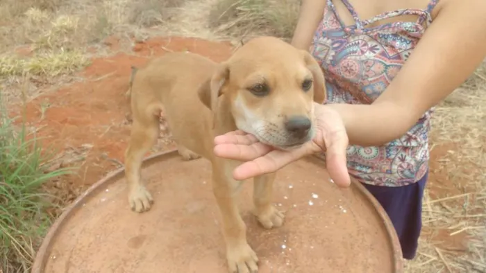Cachorro ra a Vira lata idade 2 a 6 meses nome Lucky