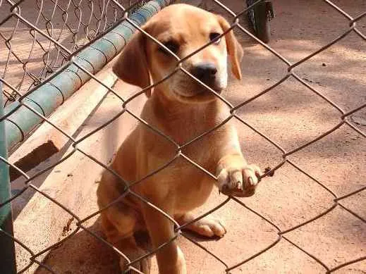Cachorro ra a Vira lata idade 2 a 6 meses nome Lucky