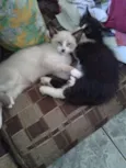 Navin,srta.O,Otto
