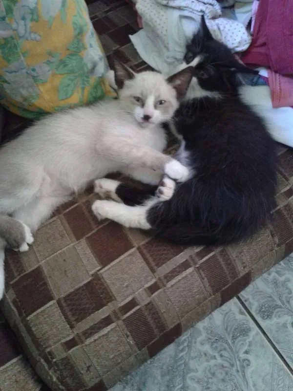 Gato ra a desconhecido idade 2 a 6 meses nome Navin,srta.O,Otto