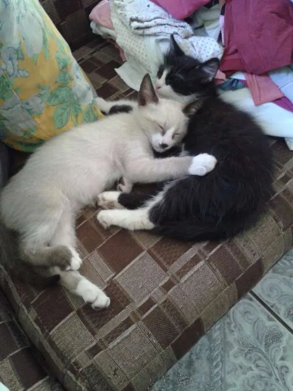 Gato ra a desconhecido idade 2 a 6 meses nome Navin,srta.O,Otto
