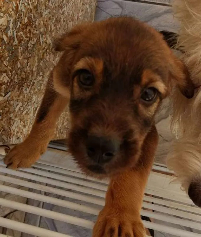 Cachorro ra a indefinida idade Abaixo de 2 meses nome Morgana