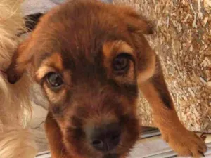 Cachorro raça indefinida idade Abaixo de 2 meses nome Morgana