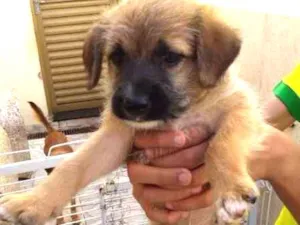 Cachorro raça Indefinida idade Abaixo de 2 meses nome Guido Jr.