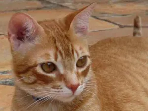 Gato raça SRD idade 6 ou mais anos nome Rayovac