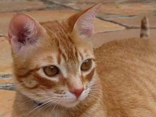 Gato ra a SRD idade 6 ou mais anos nome Rayovac