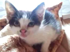 Gato raça  idade  nome Nico