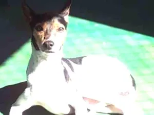 Cachorro raça sem (traços d Fox Paulistinha) idade 6 ou mais anos nome Betowem