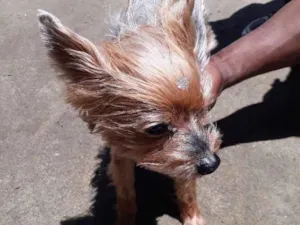 Cachorro raça Yorkshire idade 2 anos nome Nao sei