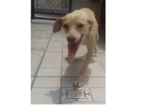 Cachorro raça Poodle idade 7 a 11 meses nome Costelinha