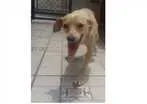 Cachorro raça Poodle idade 7 a 11 meses nome Costelinha