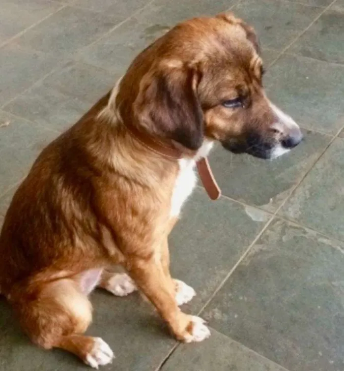 Cachorro ra a Vira lata idade 1 ano nome Luna