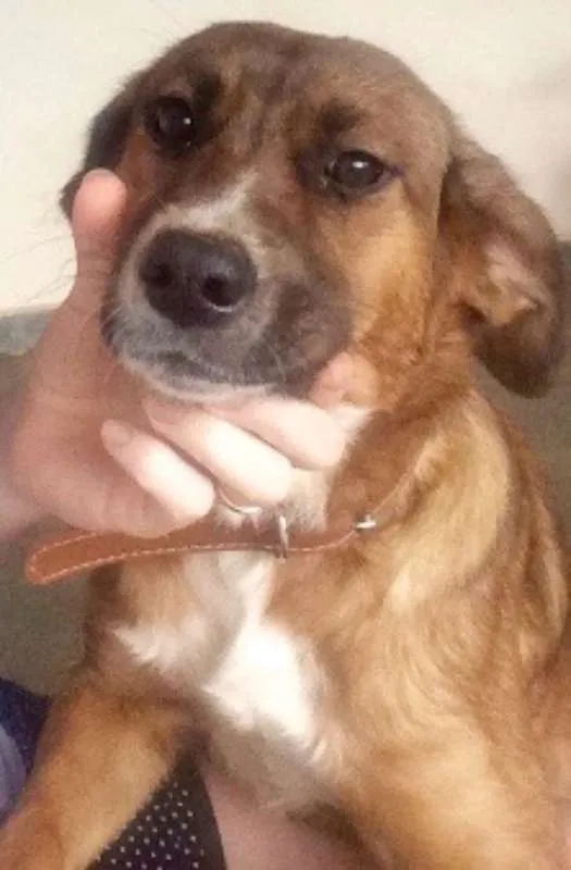 Cachorro ra a Vira lata idade 1 ano nome Luna