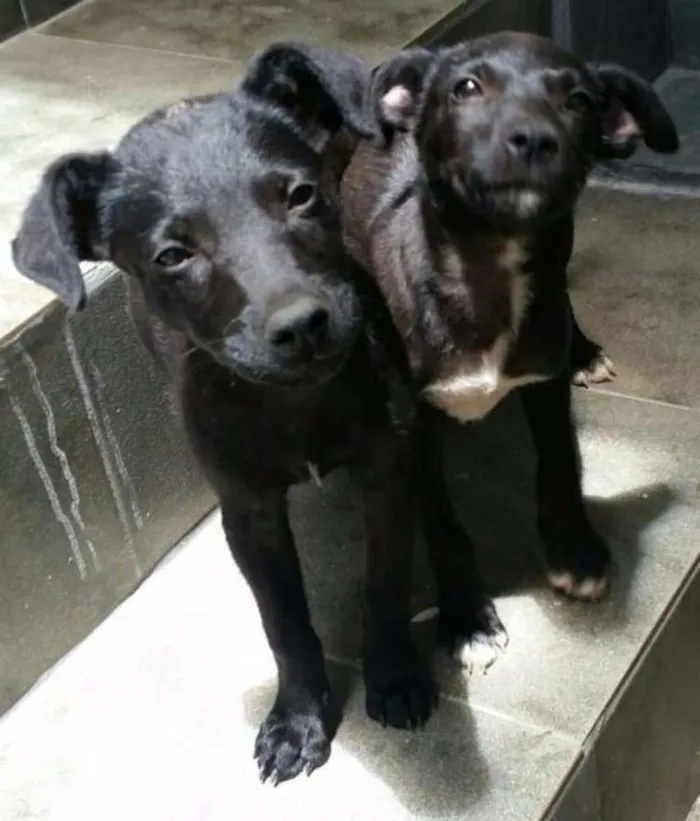 Cachorro ra a SRD idade 2 a 6 meses nome Sem nome