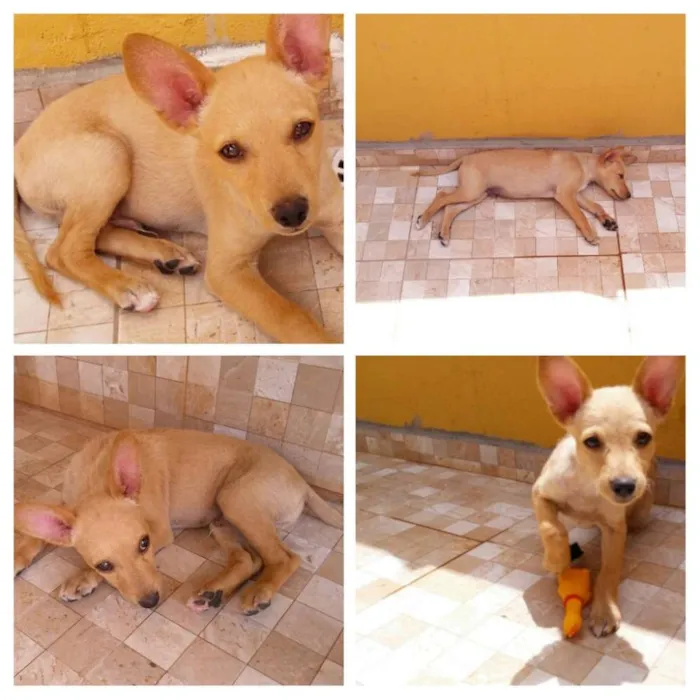 Cachorro ra a Vira lata idade 2 a 6 meses nome Dolly