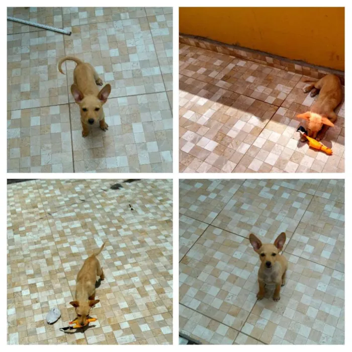 Cachorro ra a Vira lata idade 2 a 6 meses nome Dolly