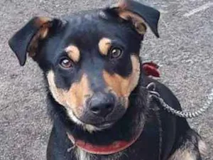 Cachorro raça Vira Lata idade 1 ano nome Spike